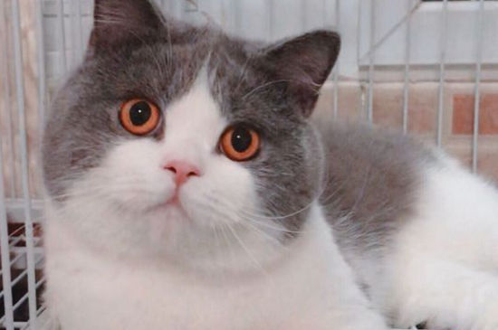 如何让母猫接受公猫