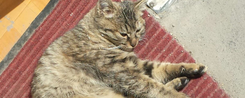 猫咪被打以后的心理