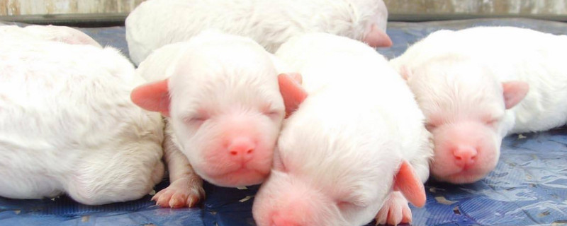 刚出生2天幼犬全部死亡