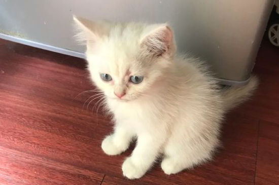 带猫晒太阳要注意什么