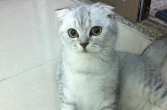 不是纯折耳猫会犯病吗