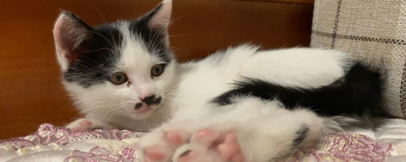 剪了猫的胡子猫死了