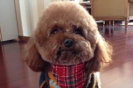狗狗犬瘟症状
