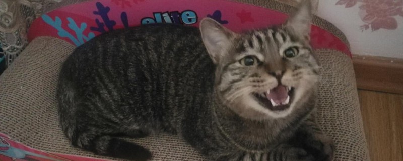 猫咪老咬人可以打嘴吗