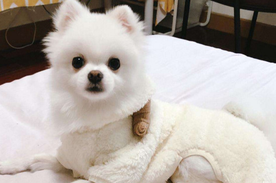 为什么养博美的不多