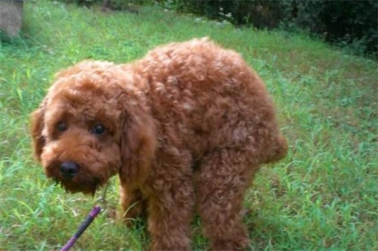 泰迪跟贵宾有什么区别，泰迪是贵宾犬的一种造型