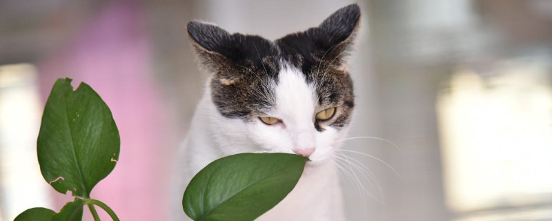 猫咪互相闻是什么意思