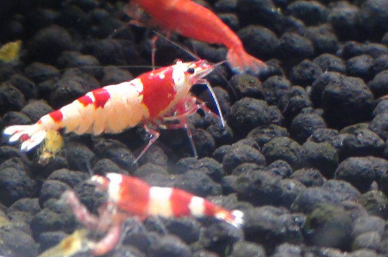 养水晶虾搭配什么生物
