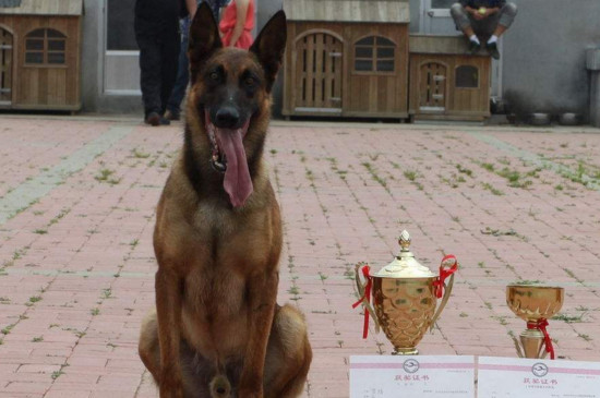 马犬是禁养犬吗