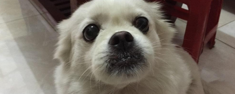 狗咬破一点点皮没出血