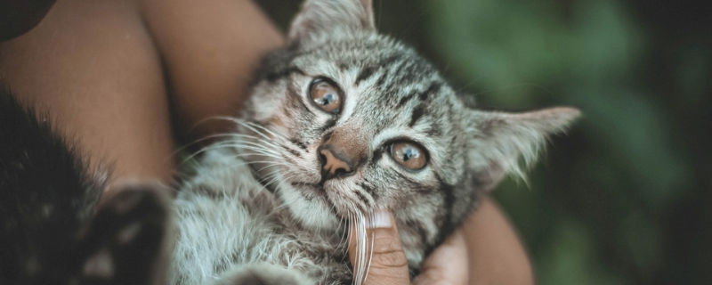 猫发出委屈的呜咽声