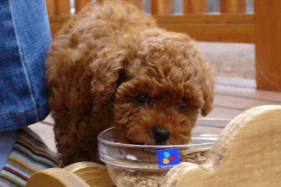 狗狗食欲不振怎么办