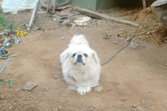 狗狗傻了怎么办