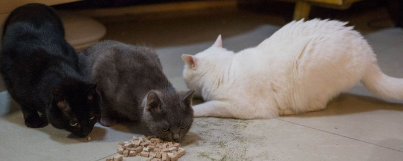 养猫出差怎么办