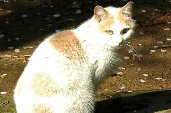 日本截尾猫多少钱一只，价格大概在3000-5000元之间