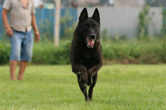 马犬长几个月就不长了