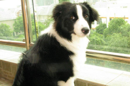 适合家养的中型犬