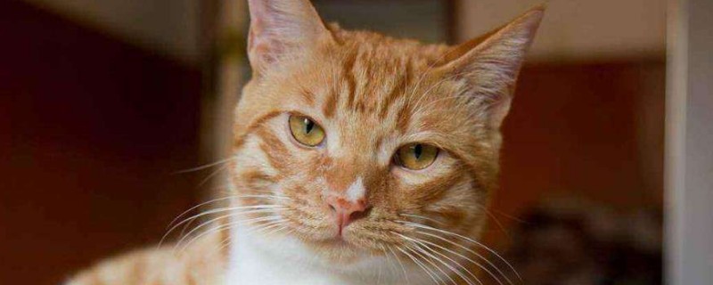猫尾巴骨折了怎么办