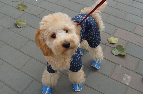 什么狗不掉毛