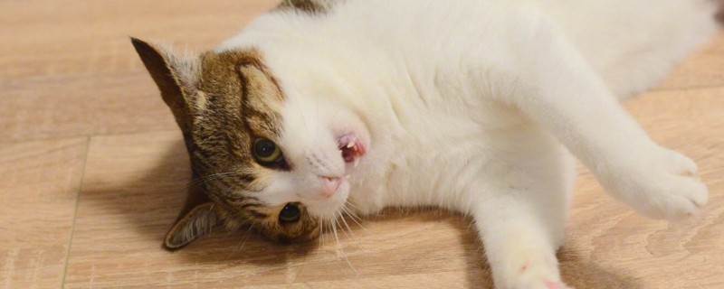 被猫咬了有划痕鼓起来用打疫苗吗