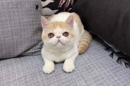怎么让猫屎不臭