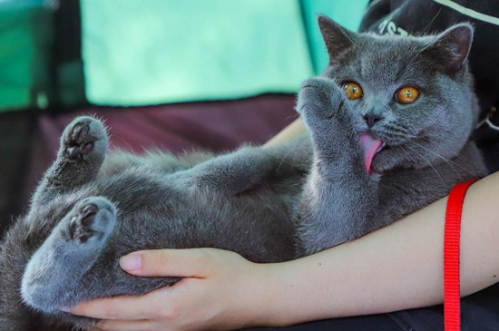 蓝猫喜欢你的表现
