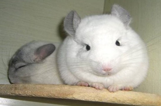 龙猫怀孕期间注意事项