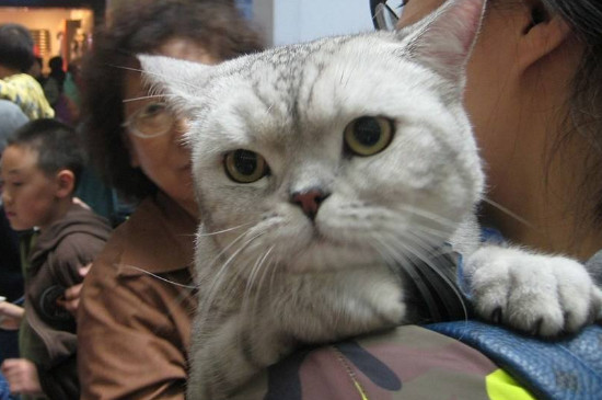 公猫不绝育能活几年