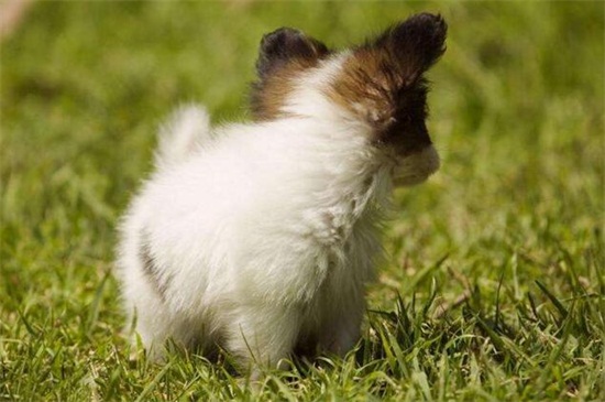 狗狗驱虫药多久吃一次，幼犬一月一次成犬一季度一次