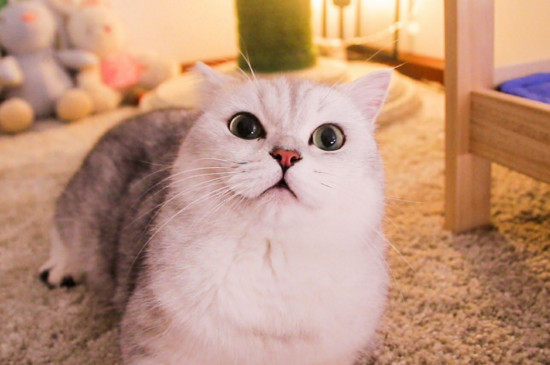什么猫不爱叫