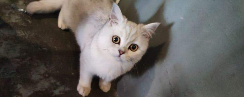 猫喜欢靠近有灵气的人吗