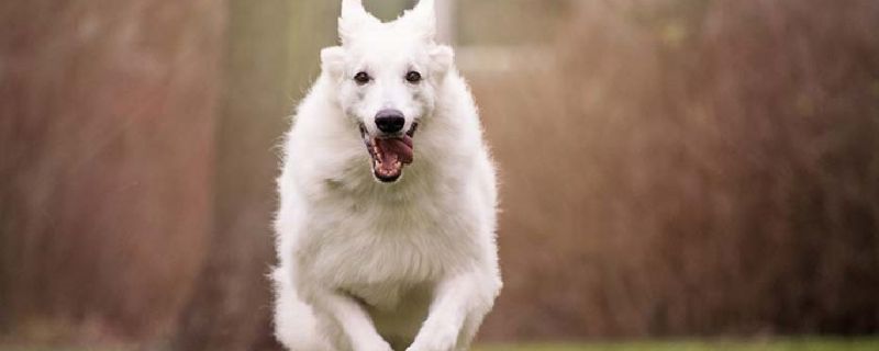 狗狗可以吃晕车药吗