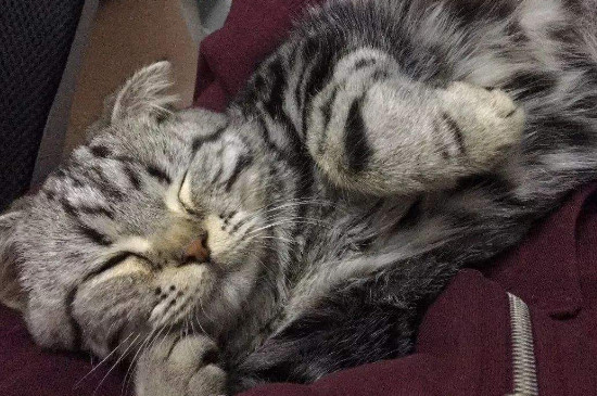 如何制作成颗粒状猫粮
