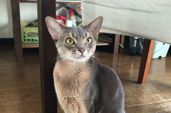 猫突然不在猫砂里拉屎怎么回事