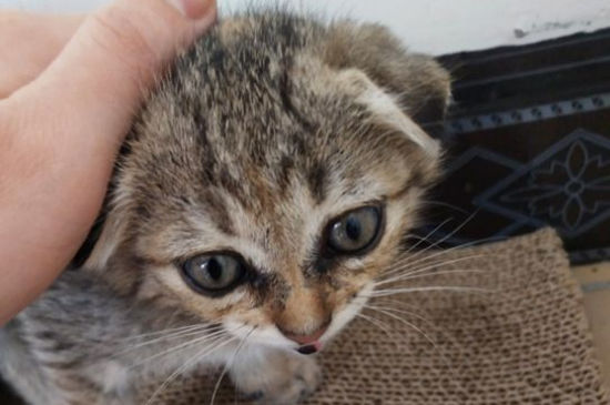 猫吐出来一条虫子
