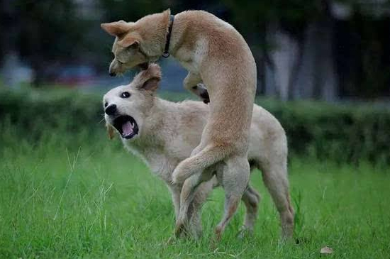 狗是怎么得狂犬病的，狗得狂犬病是由患病动物传染的