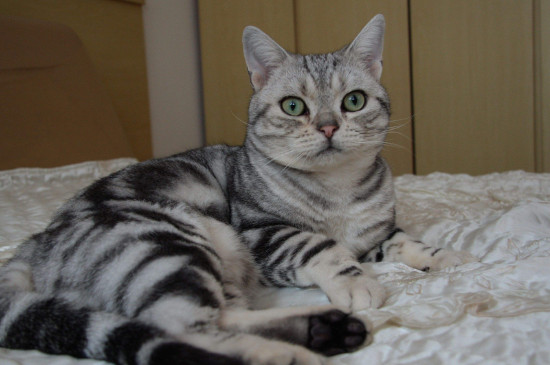 短毛猫咪掉毛怎么办