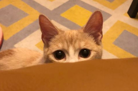 8斤猫可吃多少阿莫西林