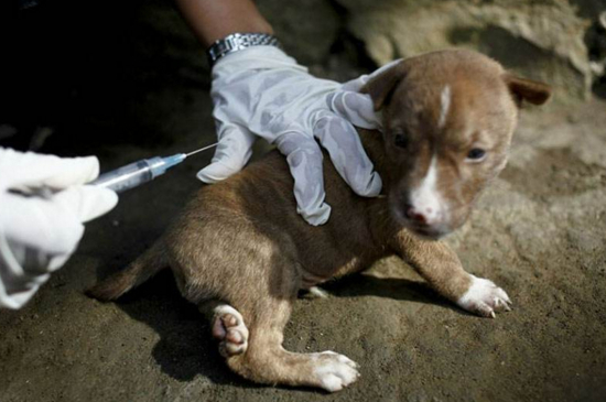 狗是怎么得狂犬病的，狗得狂犬病是由患病动物传染的