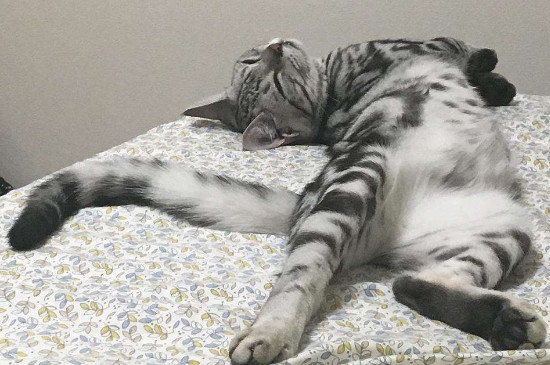 猫拉完屎后满屋子疯跑
