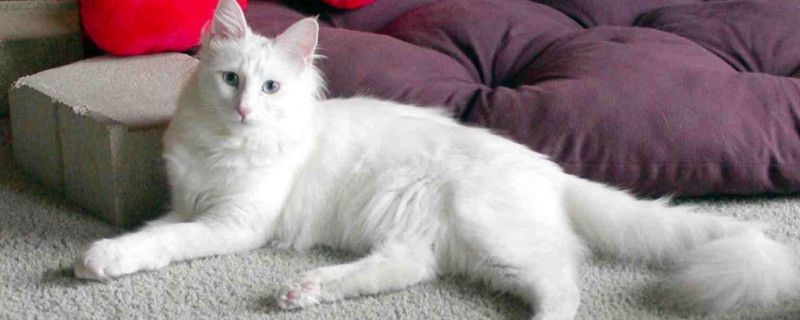 安哥拉猫和狮子猫区别
