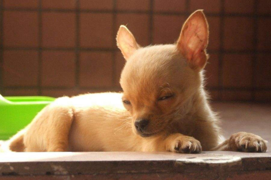 狗狗精神不好
