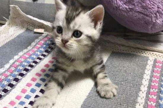 散养猫能自己找到家吗