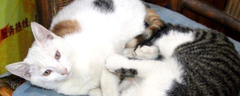 猫总是对着地板空刨