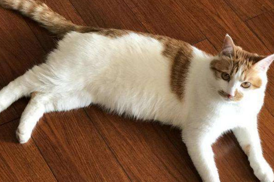 家猫不打疫苗会怎么样