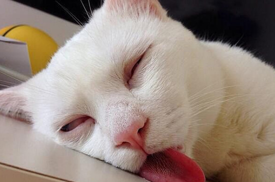 受惊吓的猫咪如何安抚
