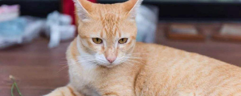猫咪多大可以吃猫薄荷