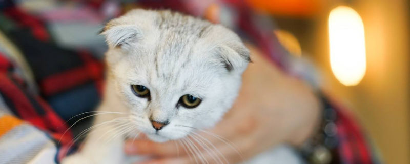 猫后腿骨折