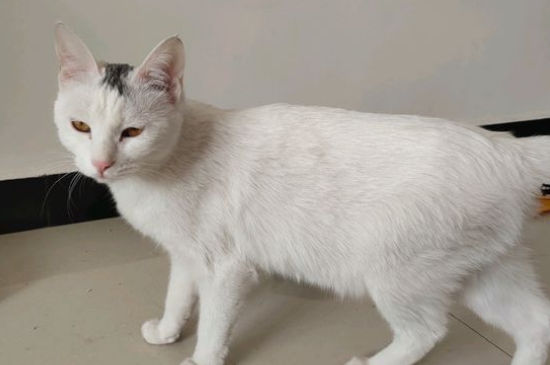 猫越打越凶要扔了吗
