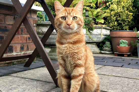 小猫被吓到什么症状